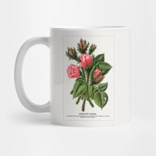 Pink roses, Crested Moss Lithograph (1900) Mug